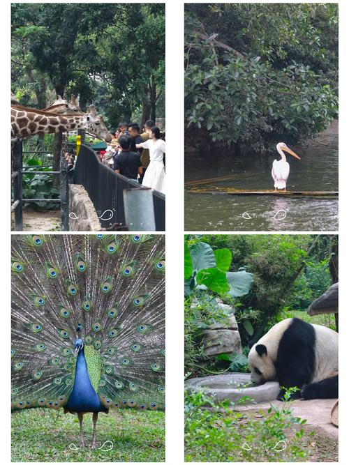 九点半9点半澳彩资料和在动物园偷拽老虎毛与在动物园偷拽老虎毛毛